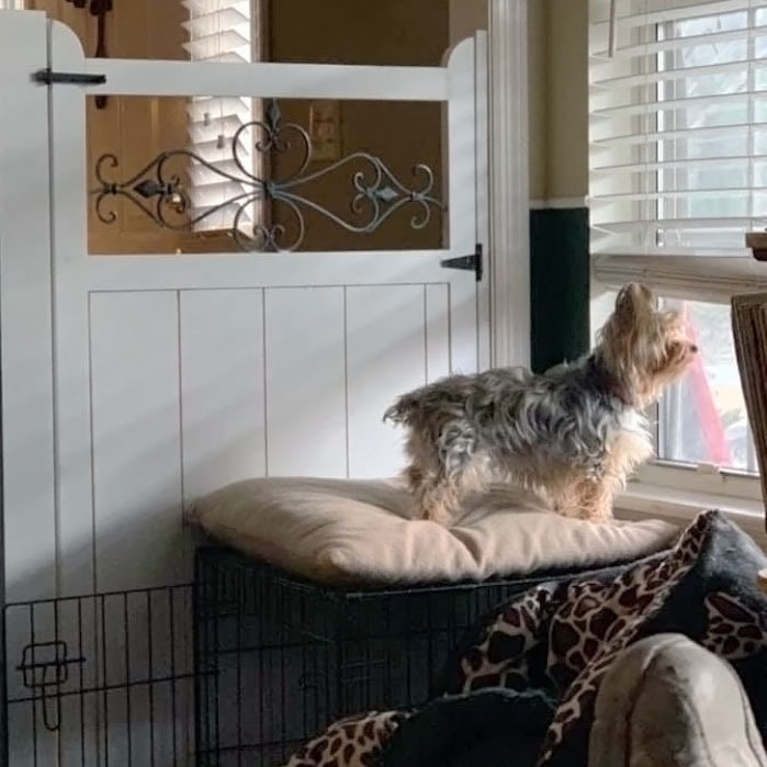 Dog on pillow